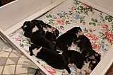 IMG_1619.jpg