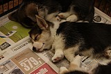 IMG_2473.jpg