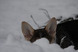 IMG_3686.jpg