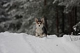 IMG_3695.jpg