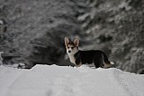 IMG_3696.jpg