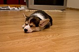IMG_2959.jpg